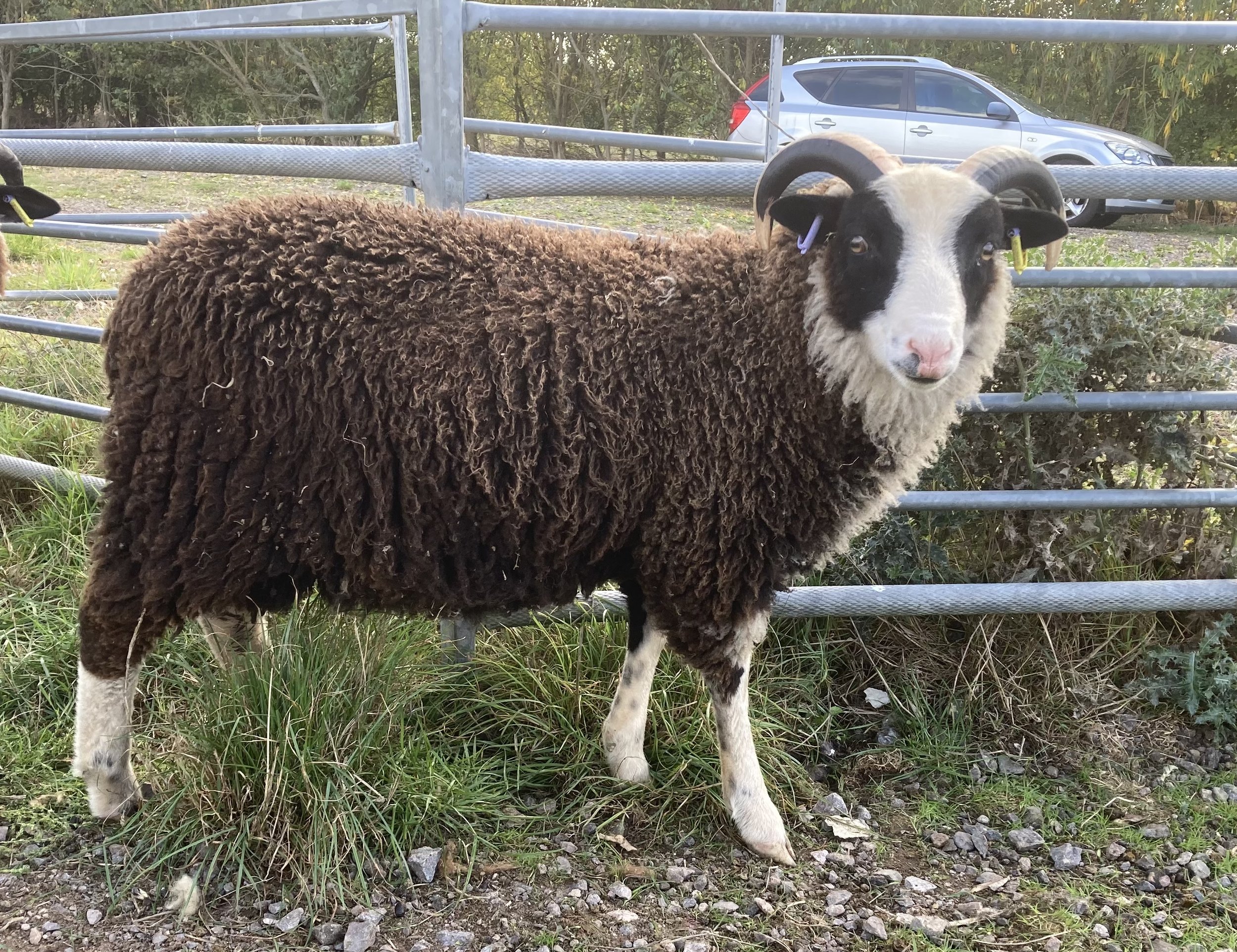 Not yet named - registrable
Sire: Roberts Moreteynes Aries Dam: Abacus Jolly
Ram lamb born April 22