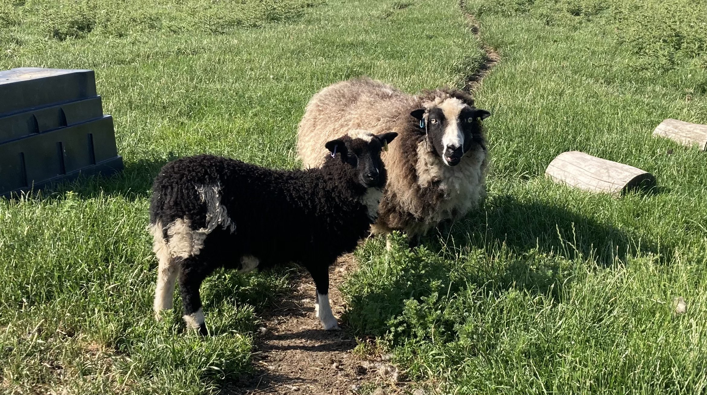 Abacus Cordelia with her ewe lamb in 22 - both SOLD