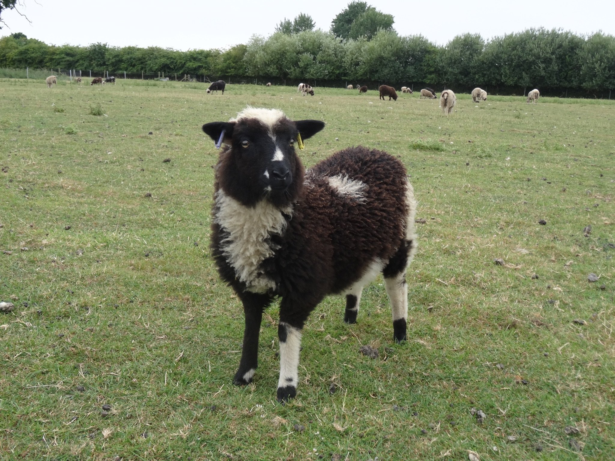 Dam: Abacus Amanda Sire: Island Morradale Bentley SOLD