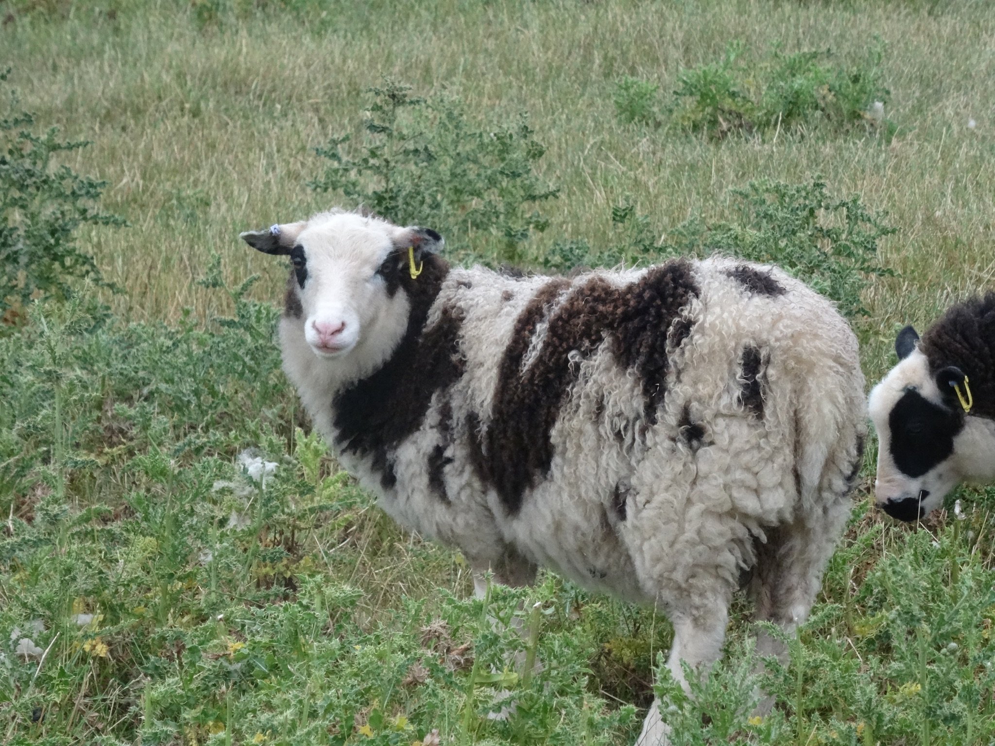 Dam: Abacus Lindy Sire: Roberts Moreteynes Aries SOLD