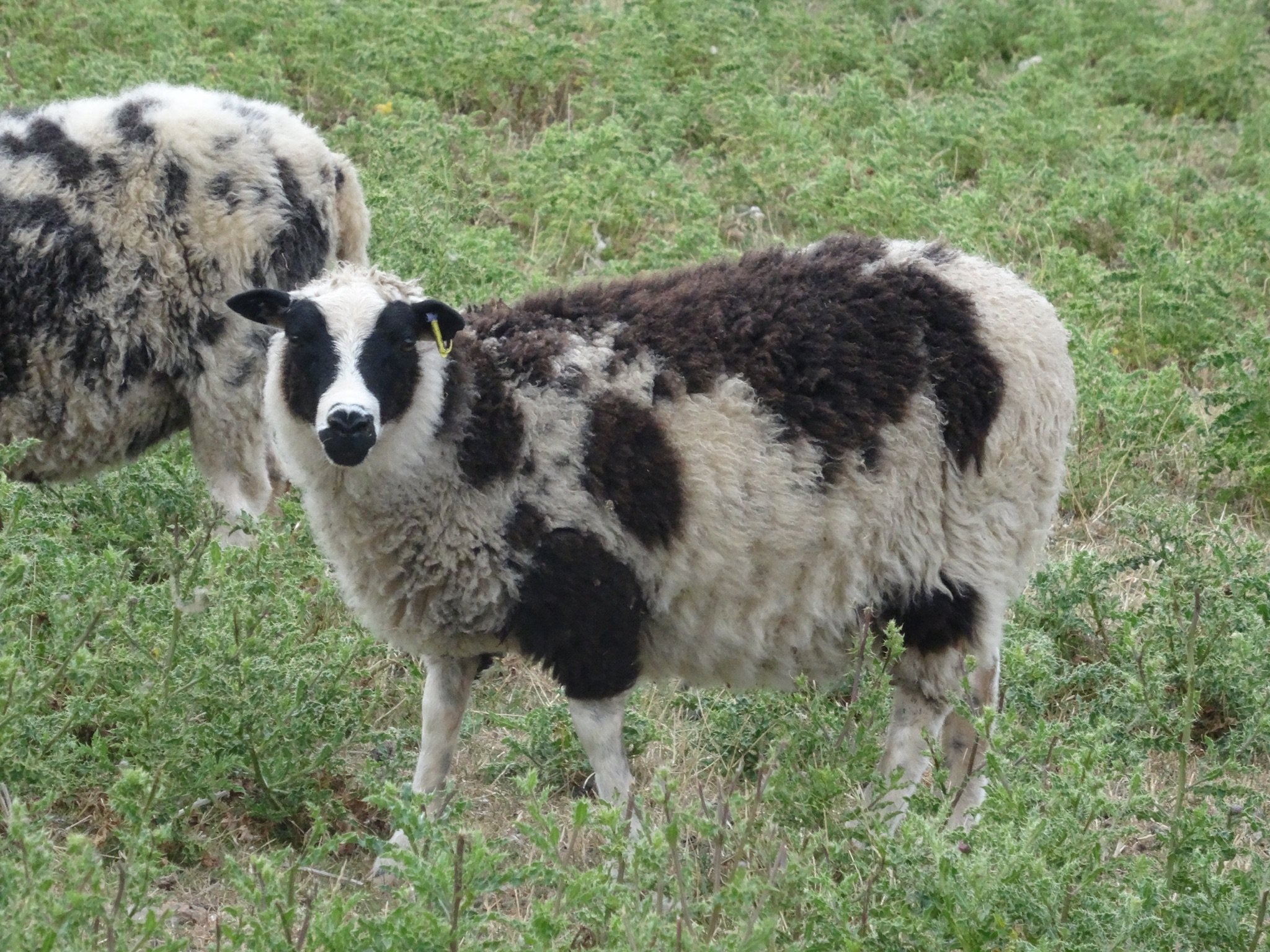 Dam: Abacus Marissa Sire: Roberts Moreteynes Aries SOLD