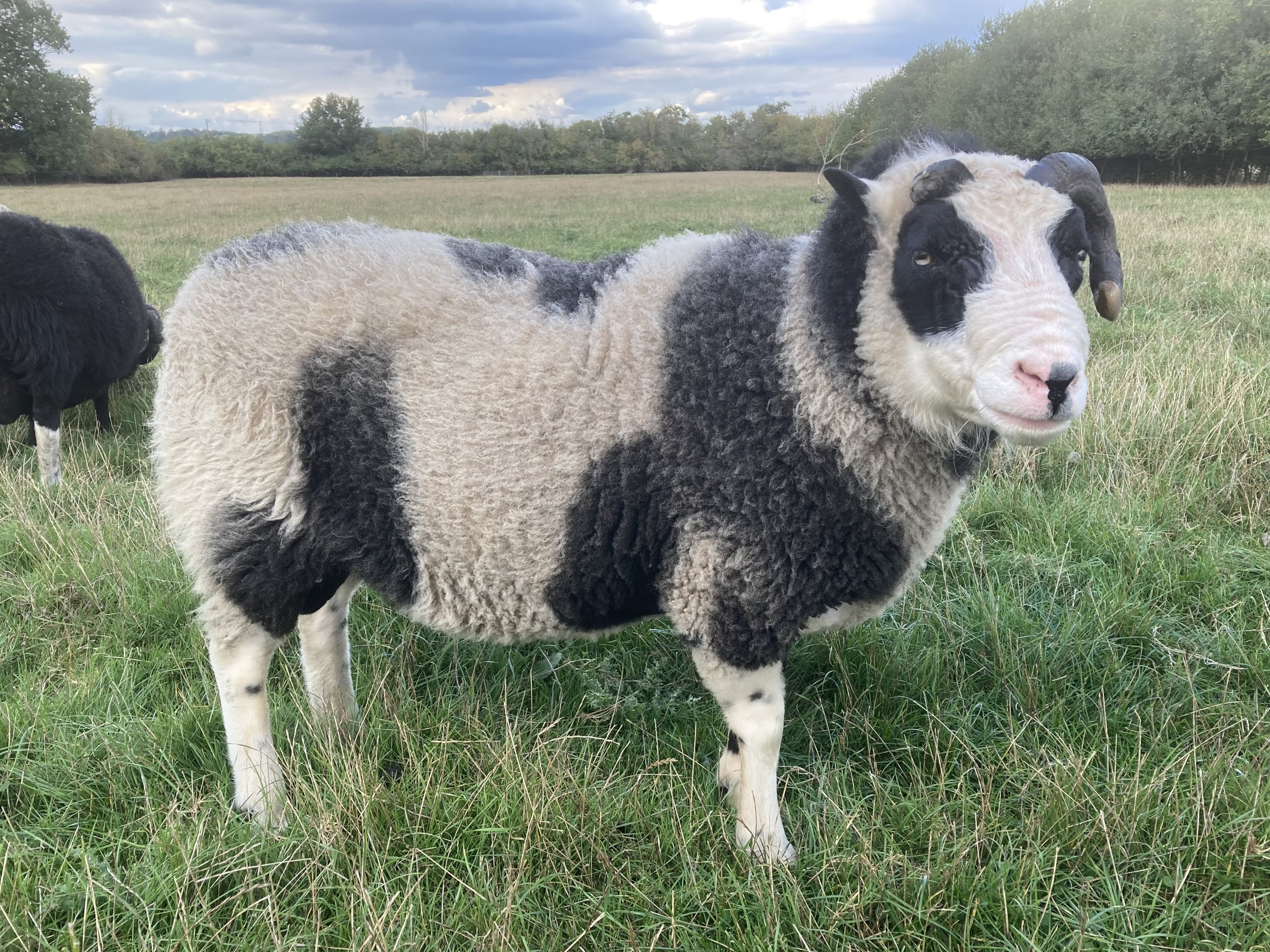 Roberts Moreteynes Aries
Born in 2018 - he is a proven ram