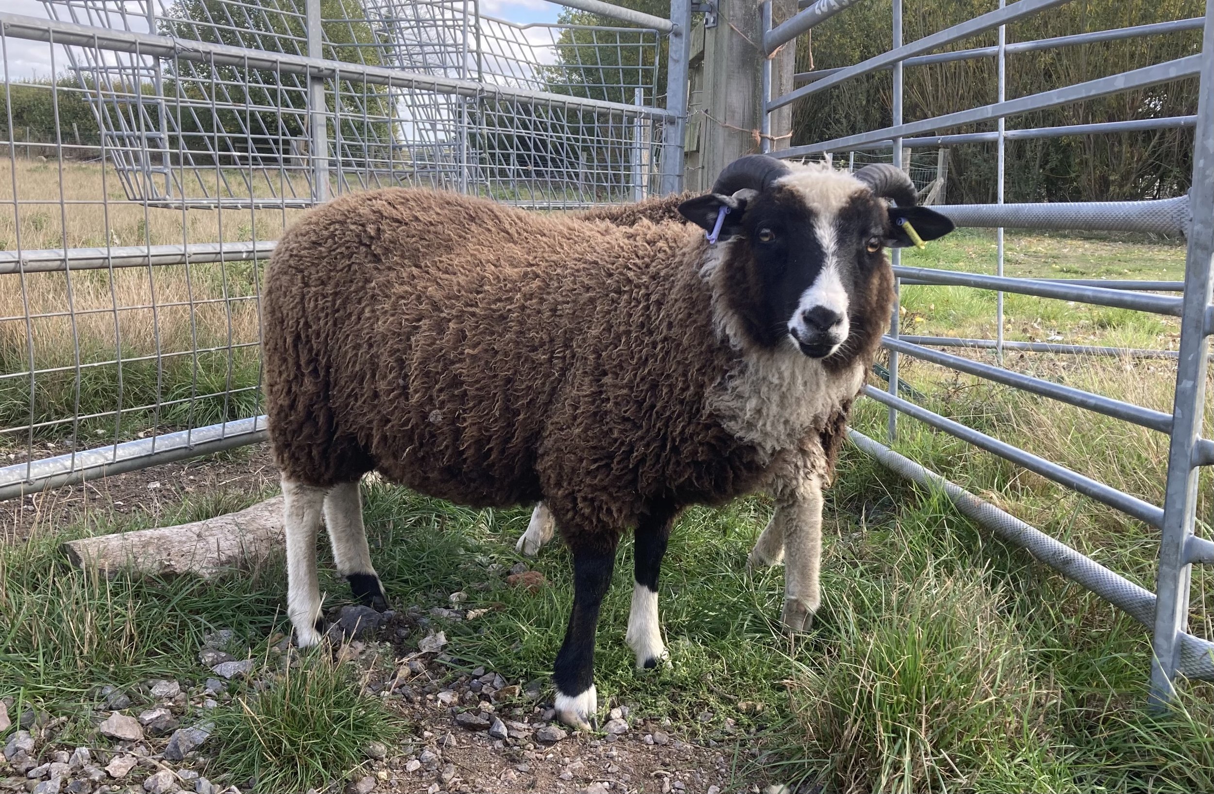 Not yet named - Registrable
Sire: Abacus Edmond Dam: Abacus Hettie
Ram lamb - born April 22