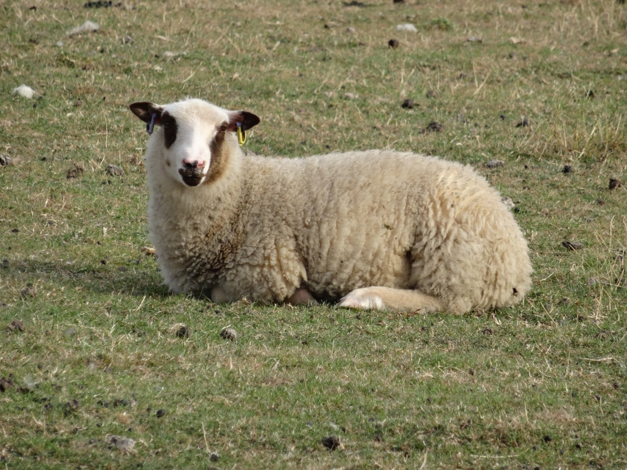 Dam: Abacus Kristina Sire: Cowley of Bushwood SOLD