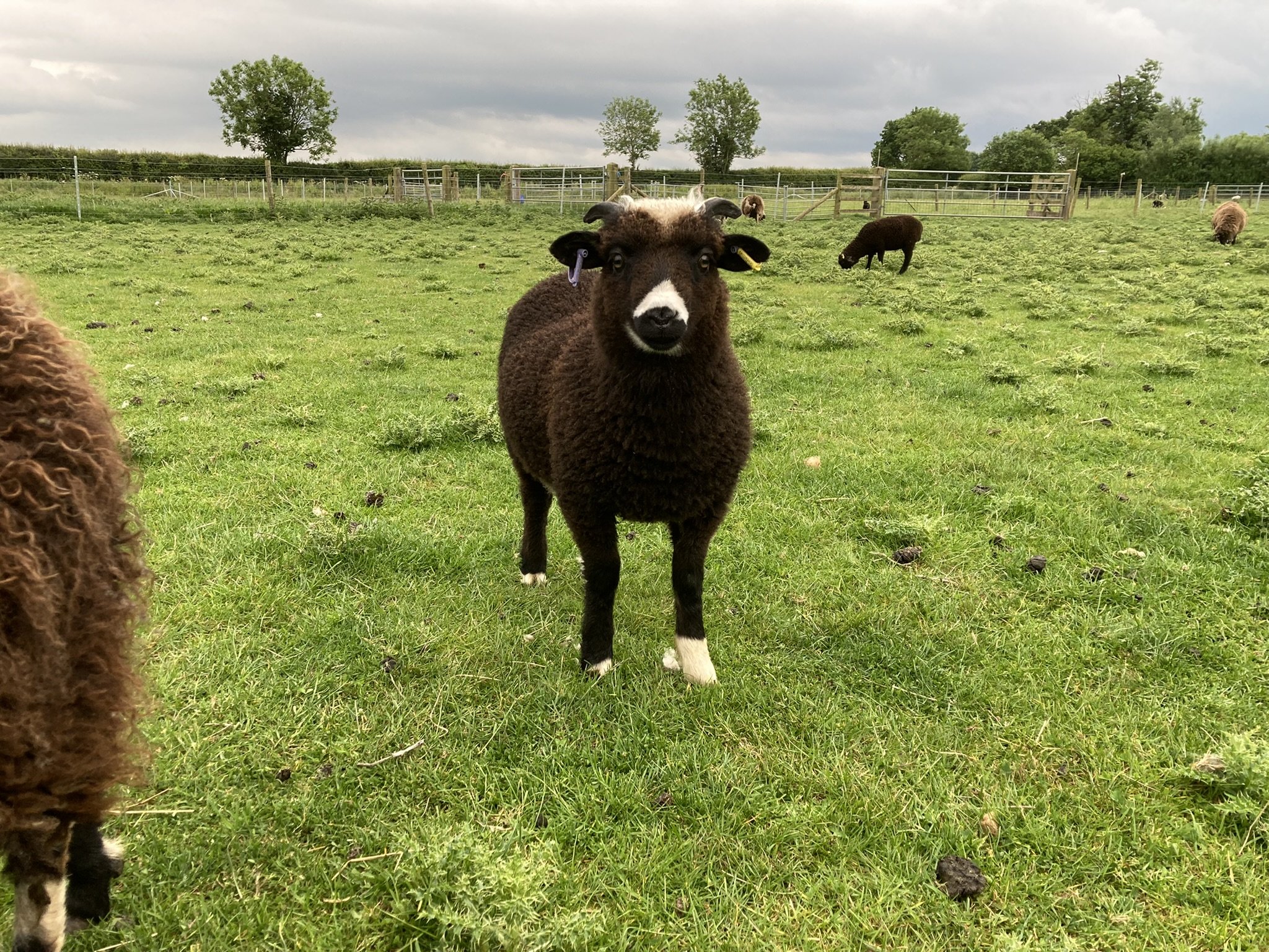 This is Island Mooradale Xylona's ram lamb. A rare colour 'burrit' (he has a light coloured tummy). I do like this one, a solid chap with a great head.