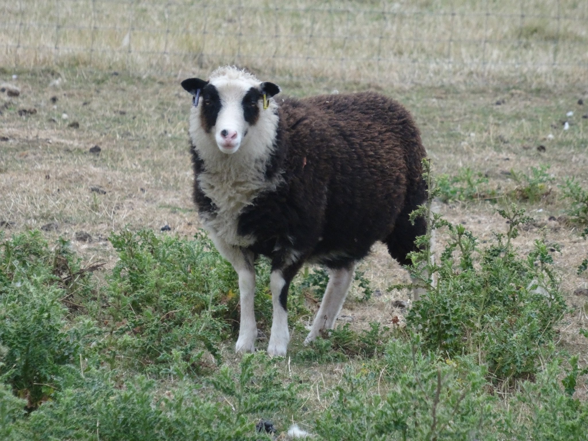 Dam: Abacus Melina Sire: Roberts Moreteynes Aries SOLD