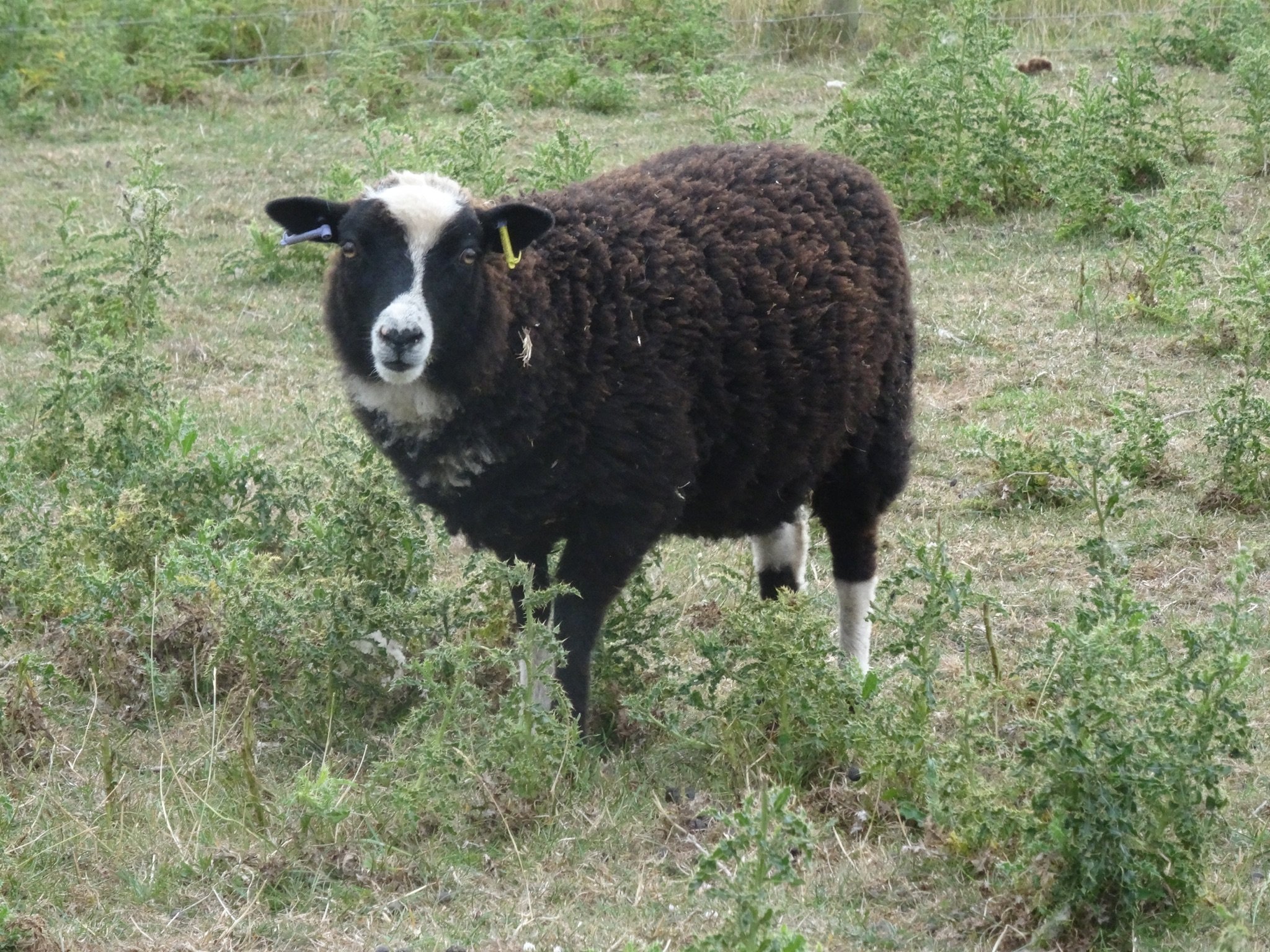 Dam: Abacus June Sire: Cowley of Bushwood SOLD