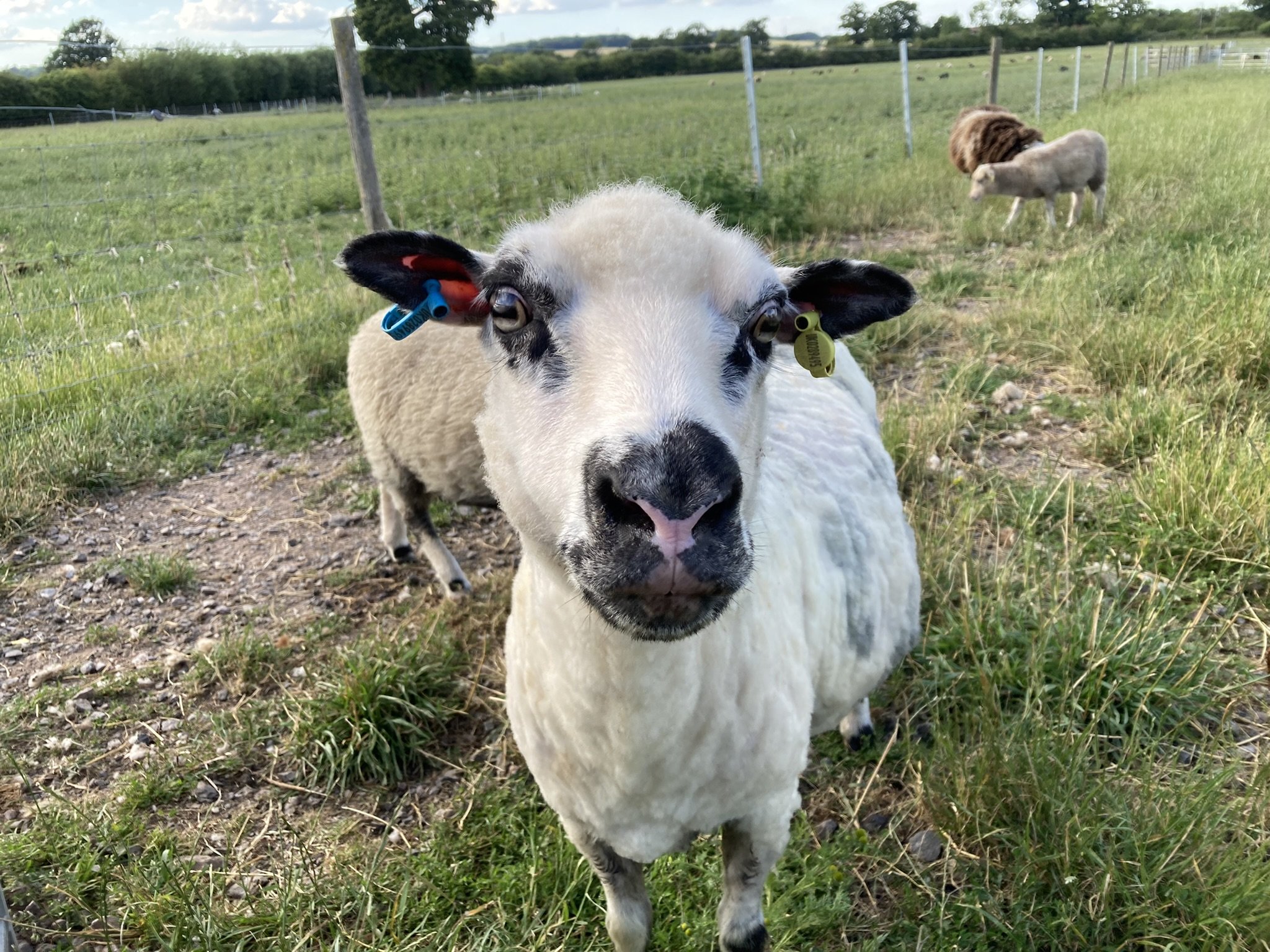 Abacus Peek-A-Boo - born in 2017
Sire: Island Lunna Wallace Dam: Abacus Pippa. Peek-A-Boo's sire was born in Shetland. She has been out with the tup this November for lambing in April 23. She still has a full mouth.