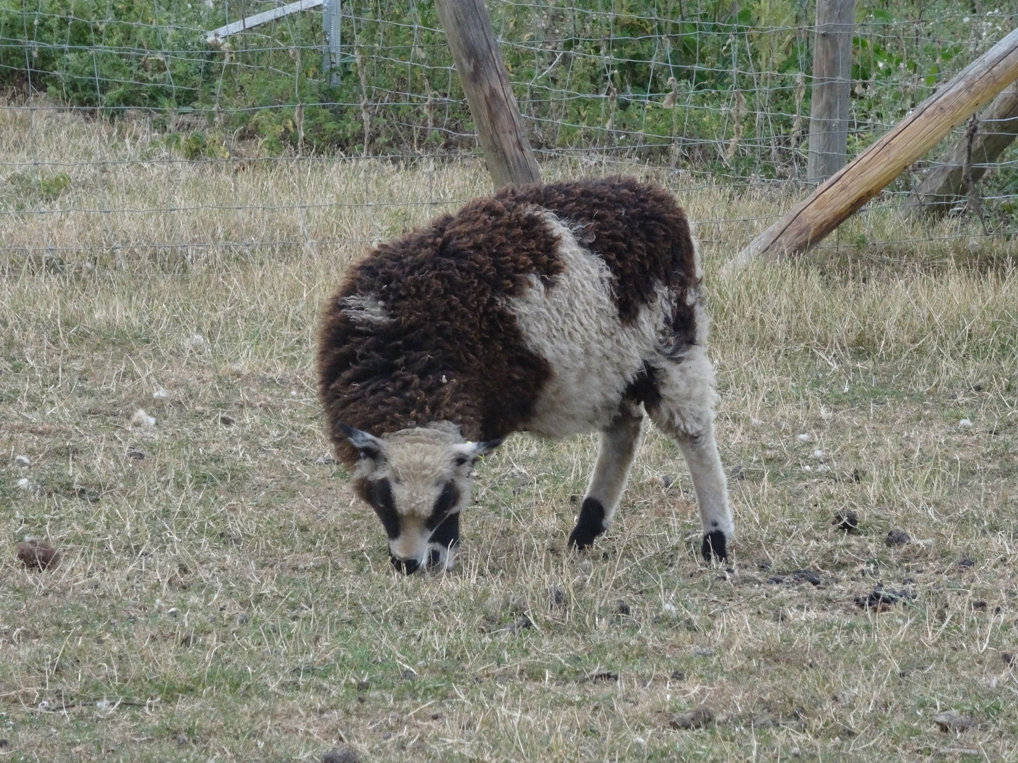 Dam Abacus Sunni Sire: Island Mooradale Bentley. This ewe lamb's dam is also for sale so they could go together. SOLD