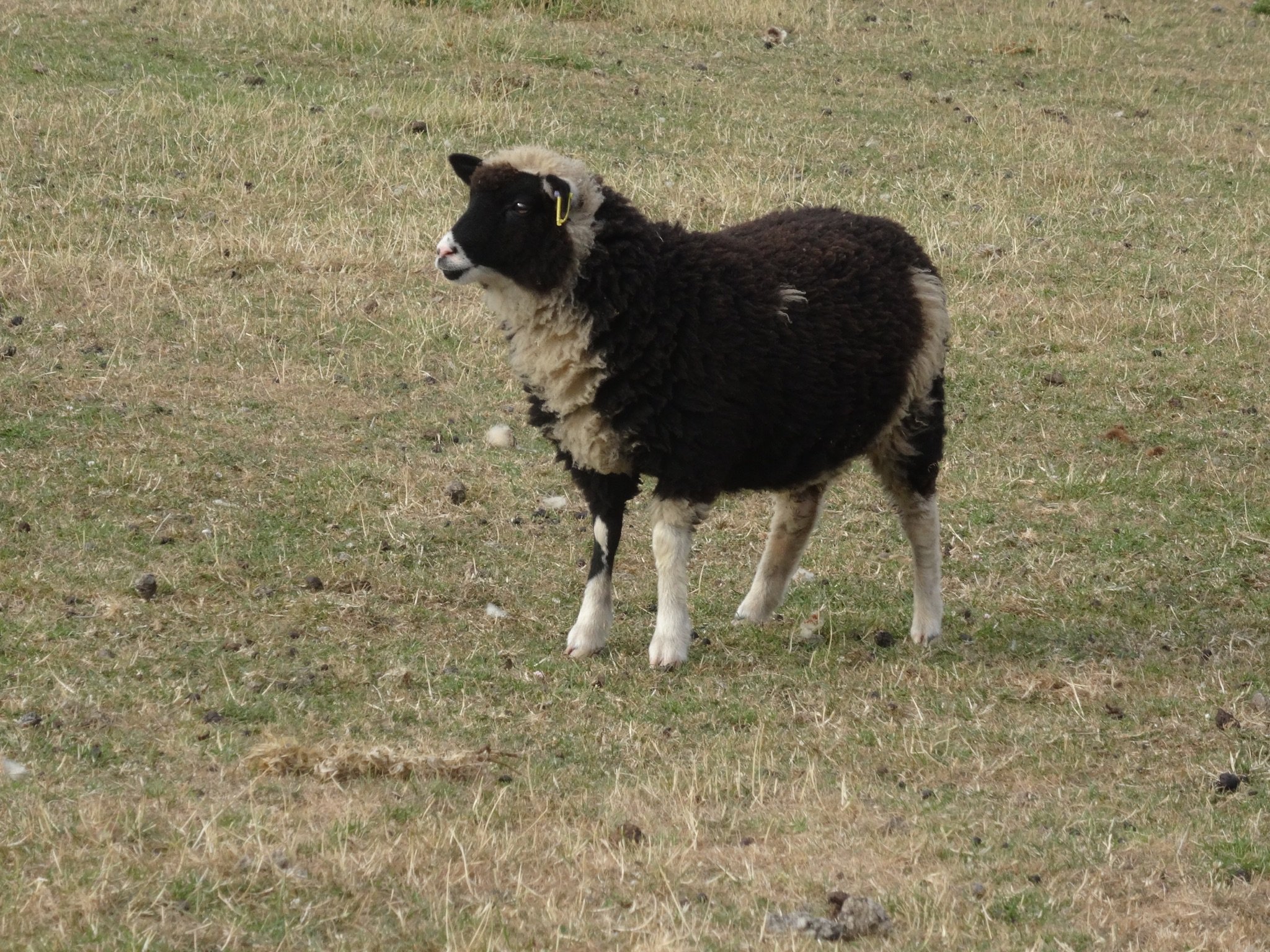 Dam: Abacus Millicent Sire: Cowley of Bushwood SOLD