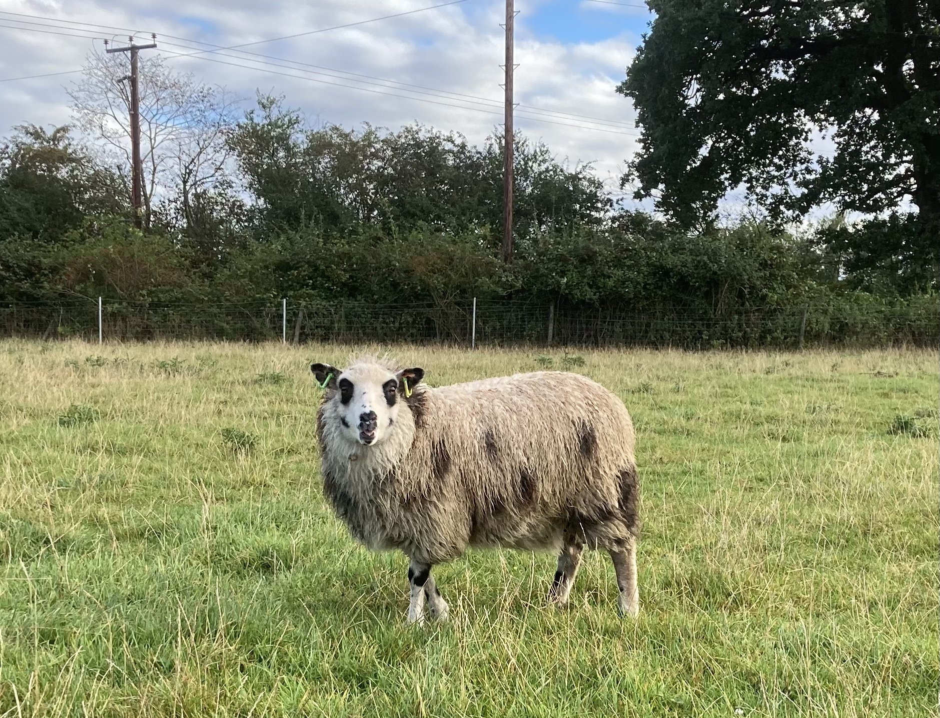 Abacus Xylia - born in 2021
Sire: Abacus Gregory Dam: Island Mooradale Xylona. Xylia's dam was born in Shetland. Xylia has been out with the tup this November for lambing in April 23. The spots on her body are grey so they have faded, but the mark
