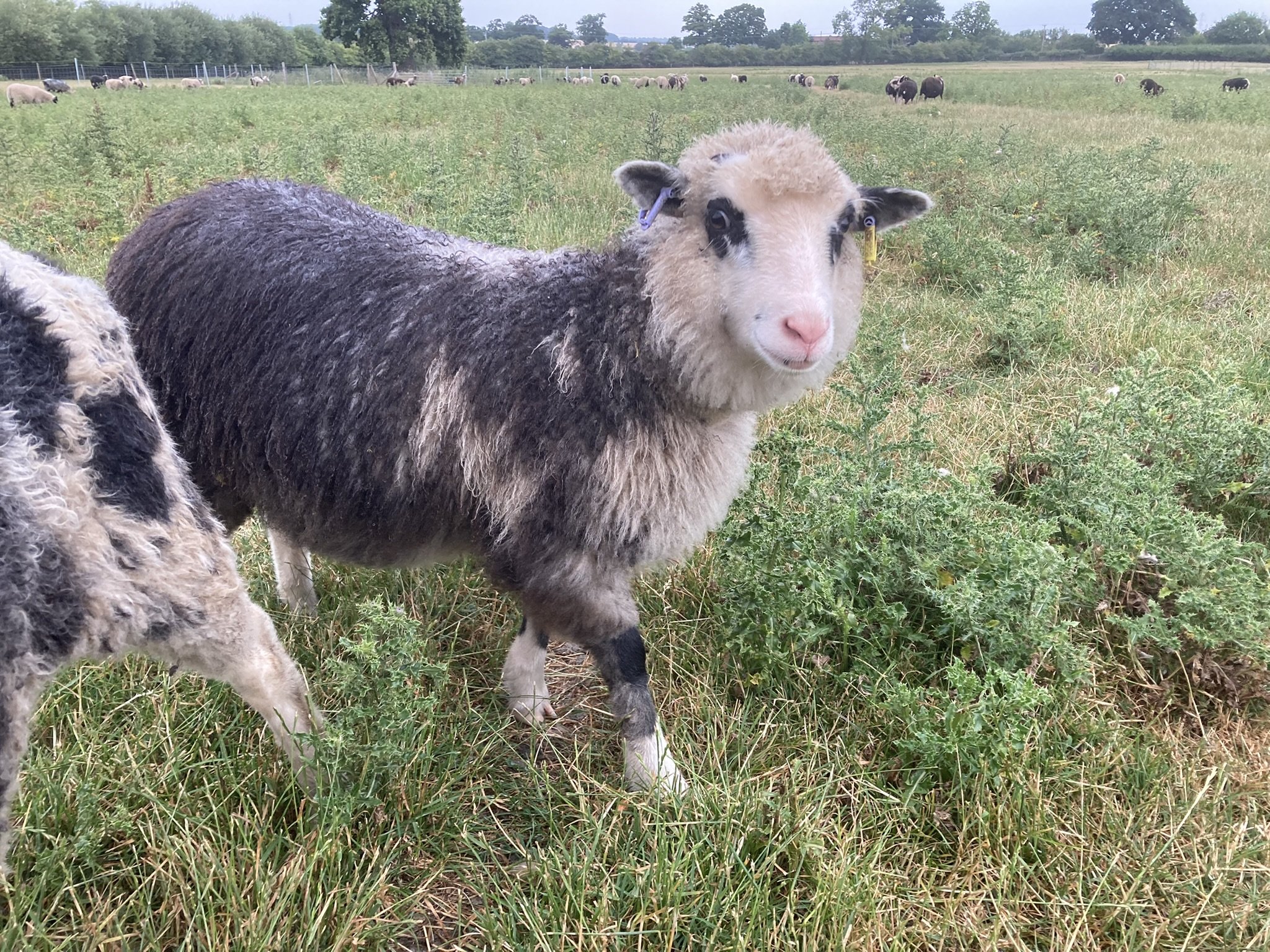 Dam: Abacus Marcella Sire: Abacus Edmond. This girl is grey flecket and will go lighter . SOLD