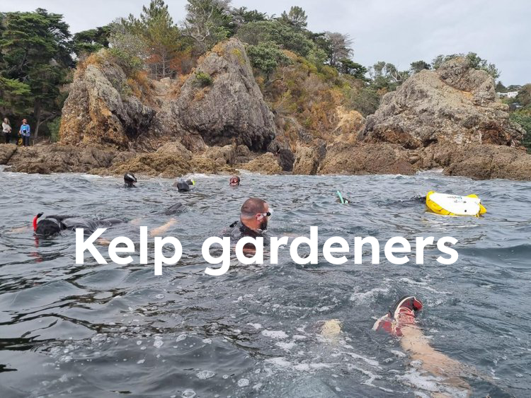 Easing the pressure on Seaweed
We have a library of images and records over more than three years of this pipi  - this will be shared here very soon. In the mean-time here is a snapshot of project data