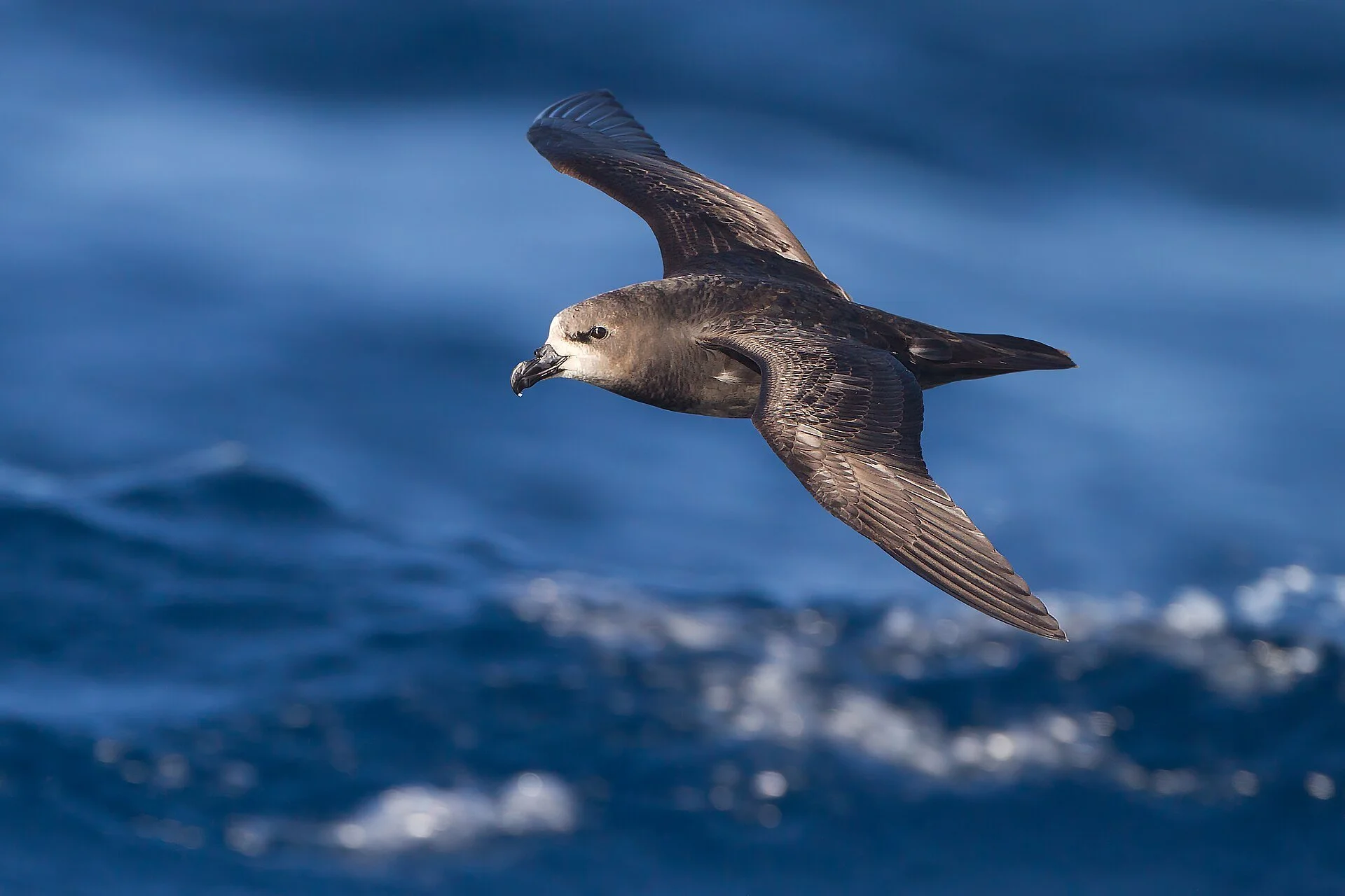 Why Seabirds matter 