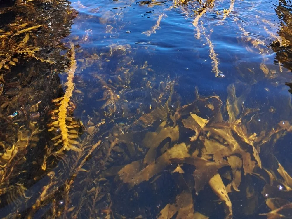 Seaweed, A Love Story movie