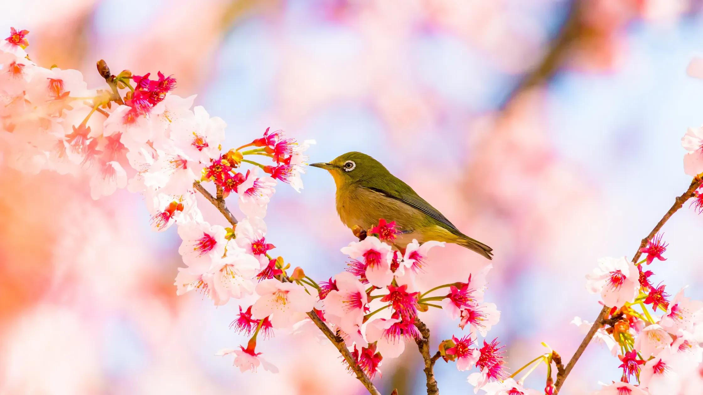 Through Bird Watching, Tokyo’s Black and Brown Residents Are Finding Community