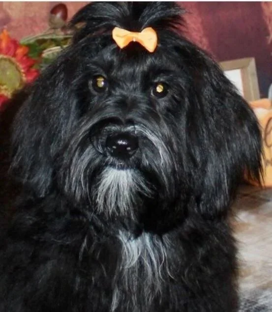Jemima Havanese Lady