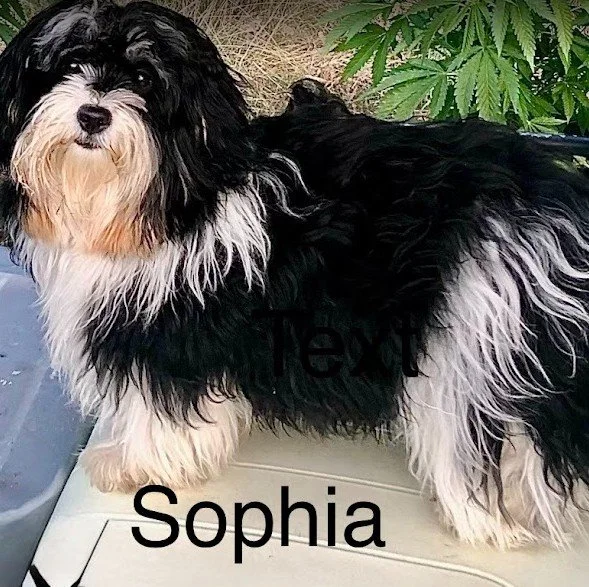 Havanese Lady Sophia