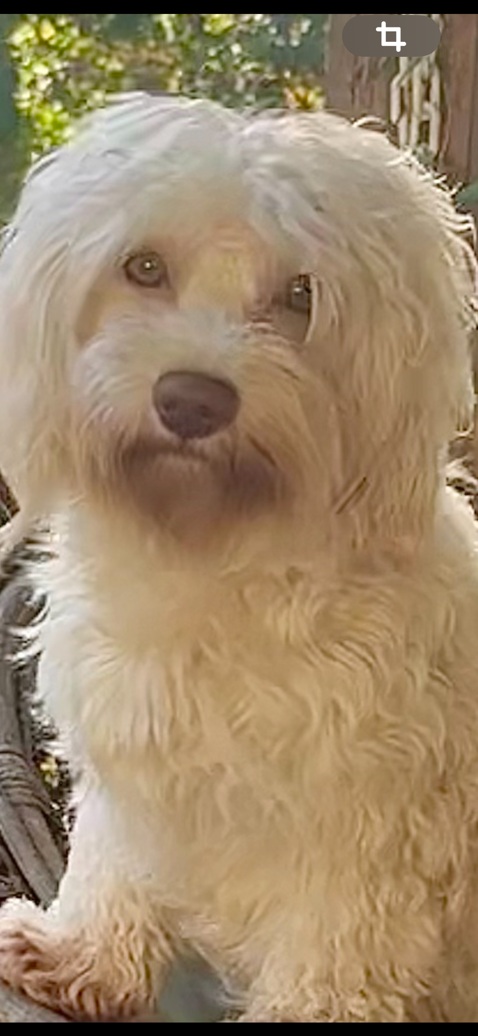 Havanese lady