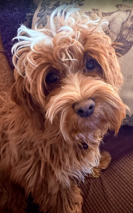 Ripple Havanese