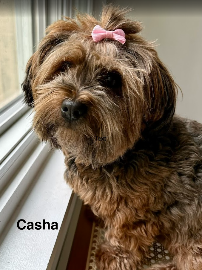 Havanese puppy