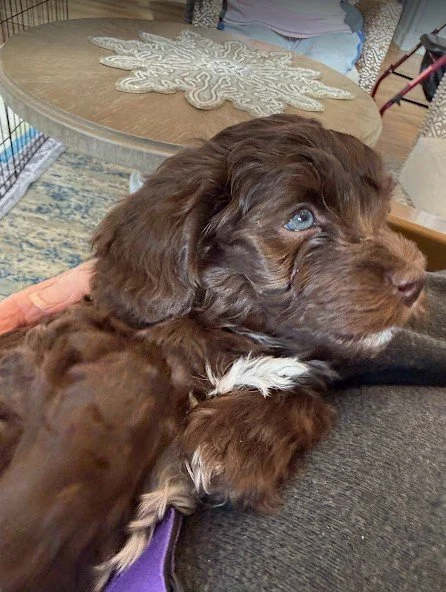 Havanese Blue Eyes.jpg