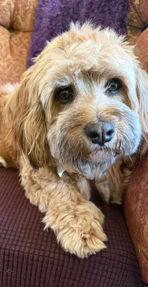 Havanese lady