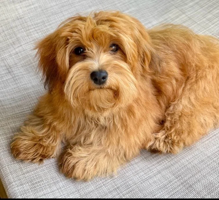 Mango Havanese Stud