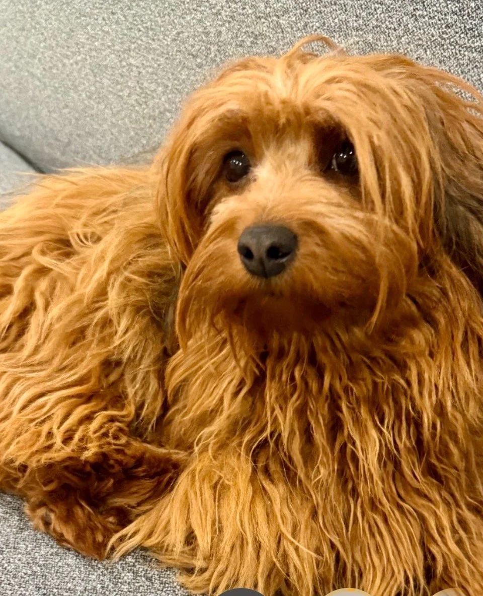 Salsa Havanese Lady