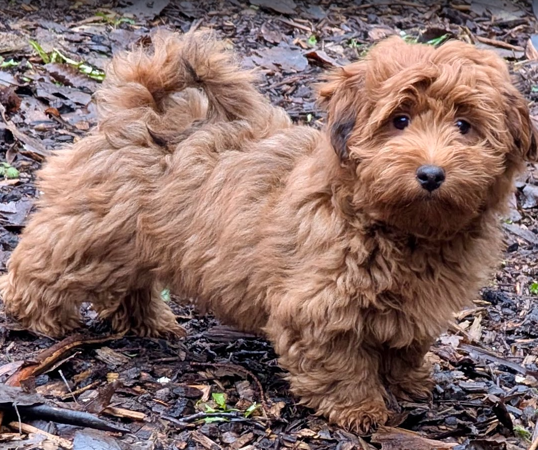 Havanese Lady