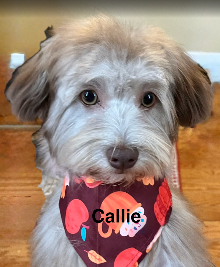 Havanese Guardian