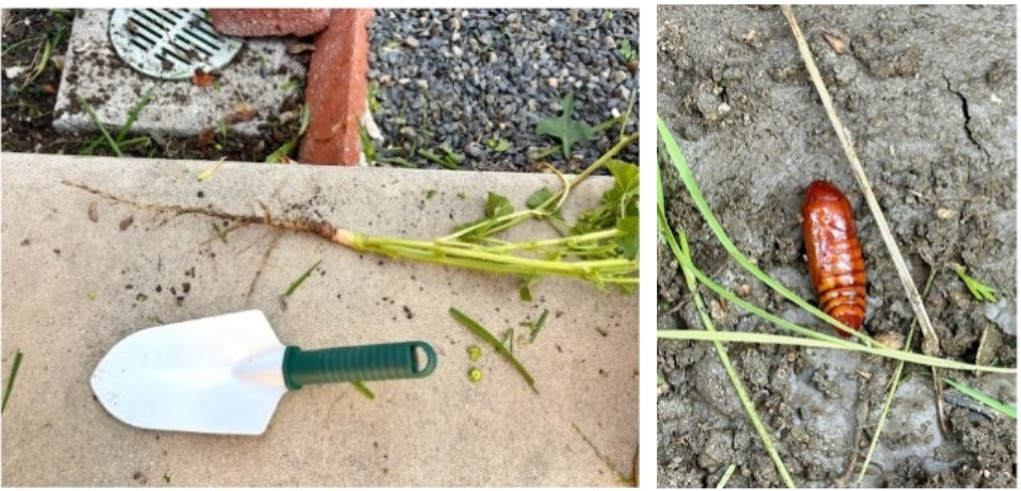 Experience Dharma Through Gardening