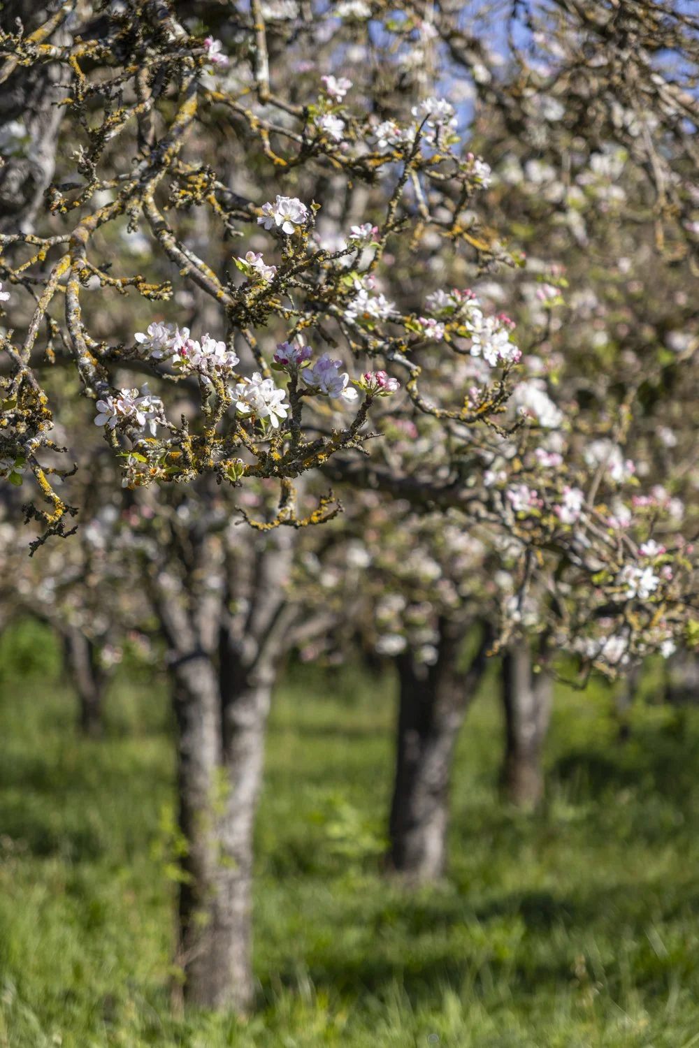 Apple Blossom 3