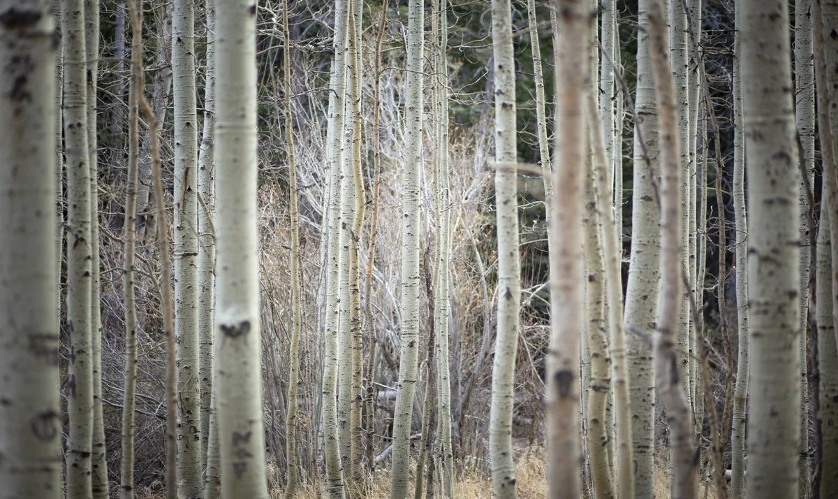 DQP_Legacy Collection_2025_0047.jpg