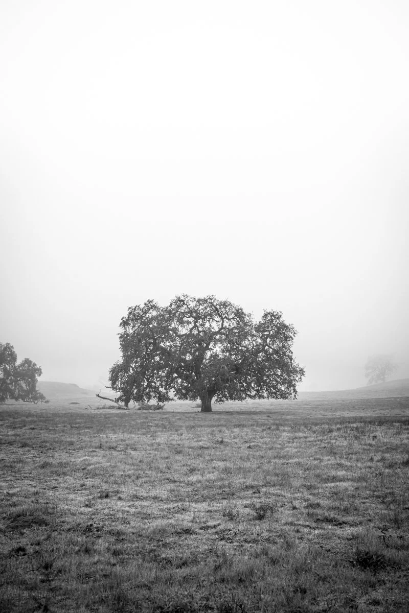 PINE_Oak Trees_40189-Edit.jpg