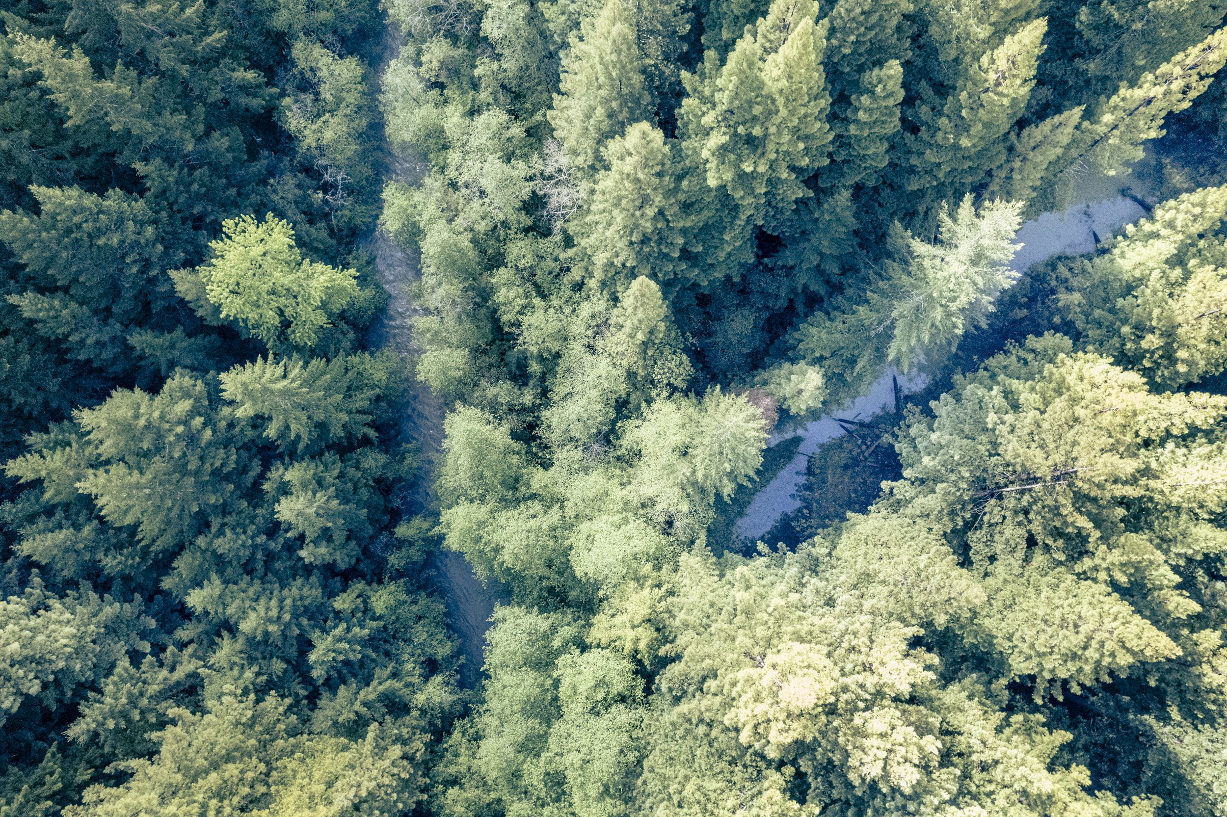Quinones_D_MRCHRC Lawrence Creek_30670.jpg