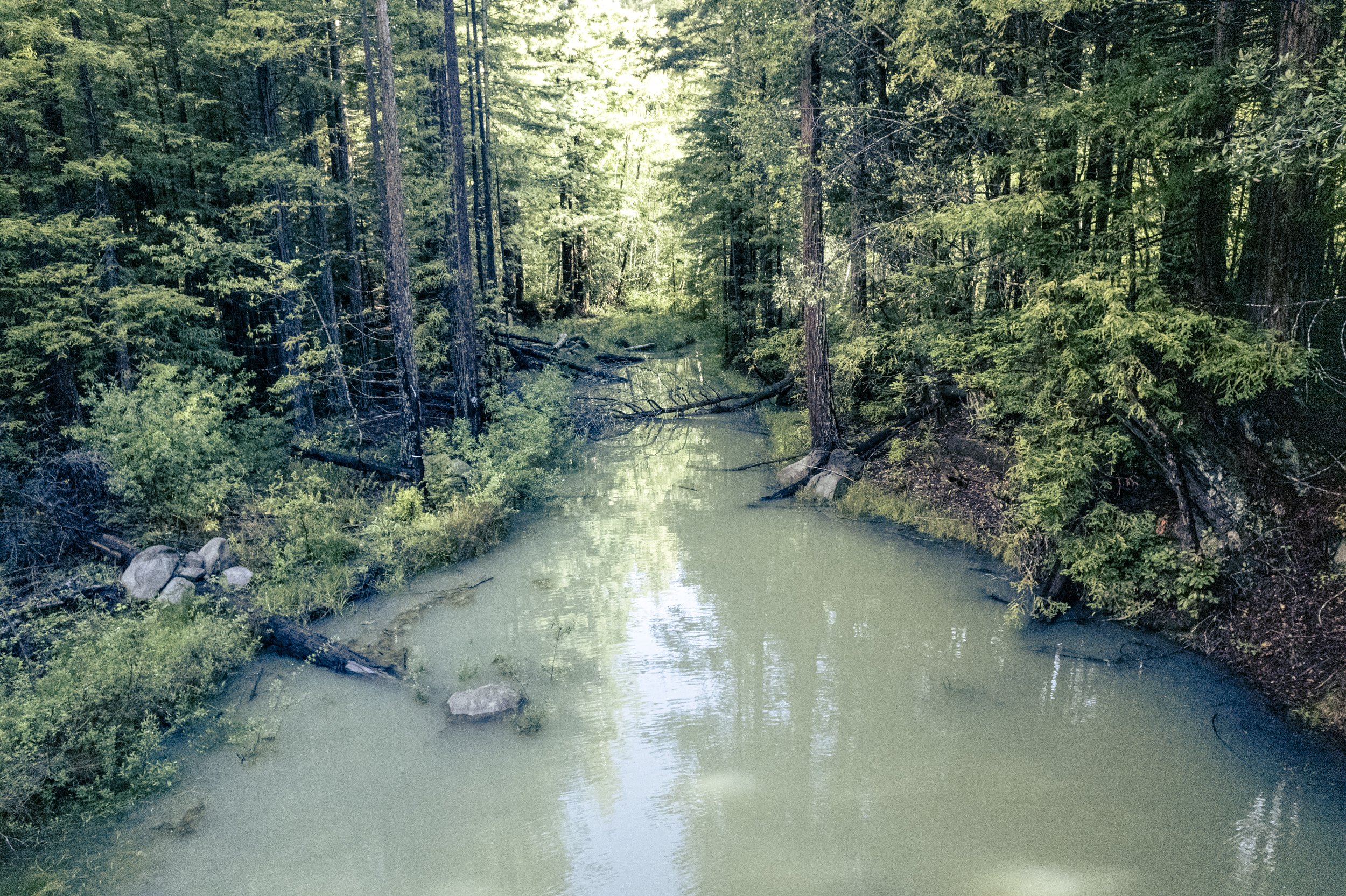 Quinones_D_MRCHRC Lawrence Creek_30679.jpg