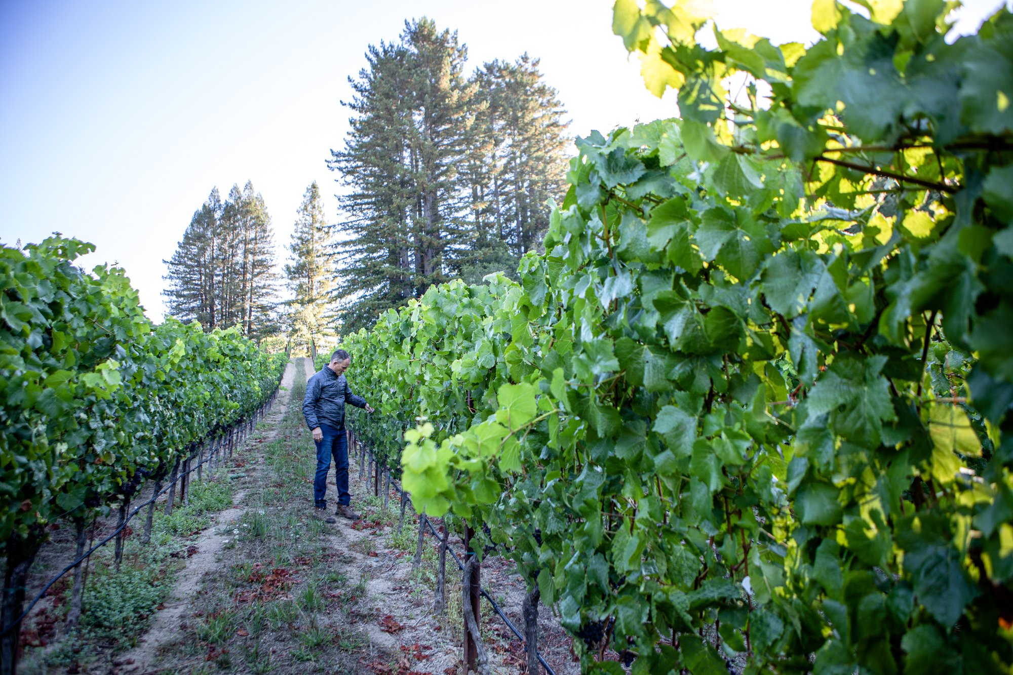 Three Sticks Wines: Alana Vineyard