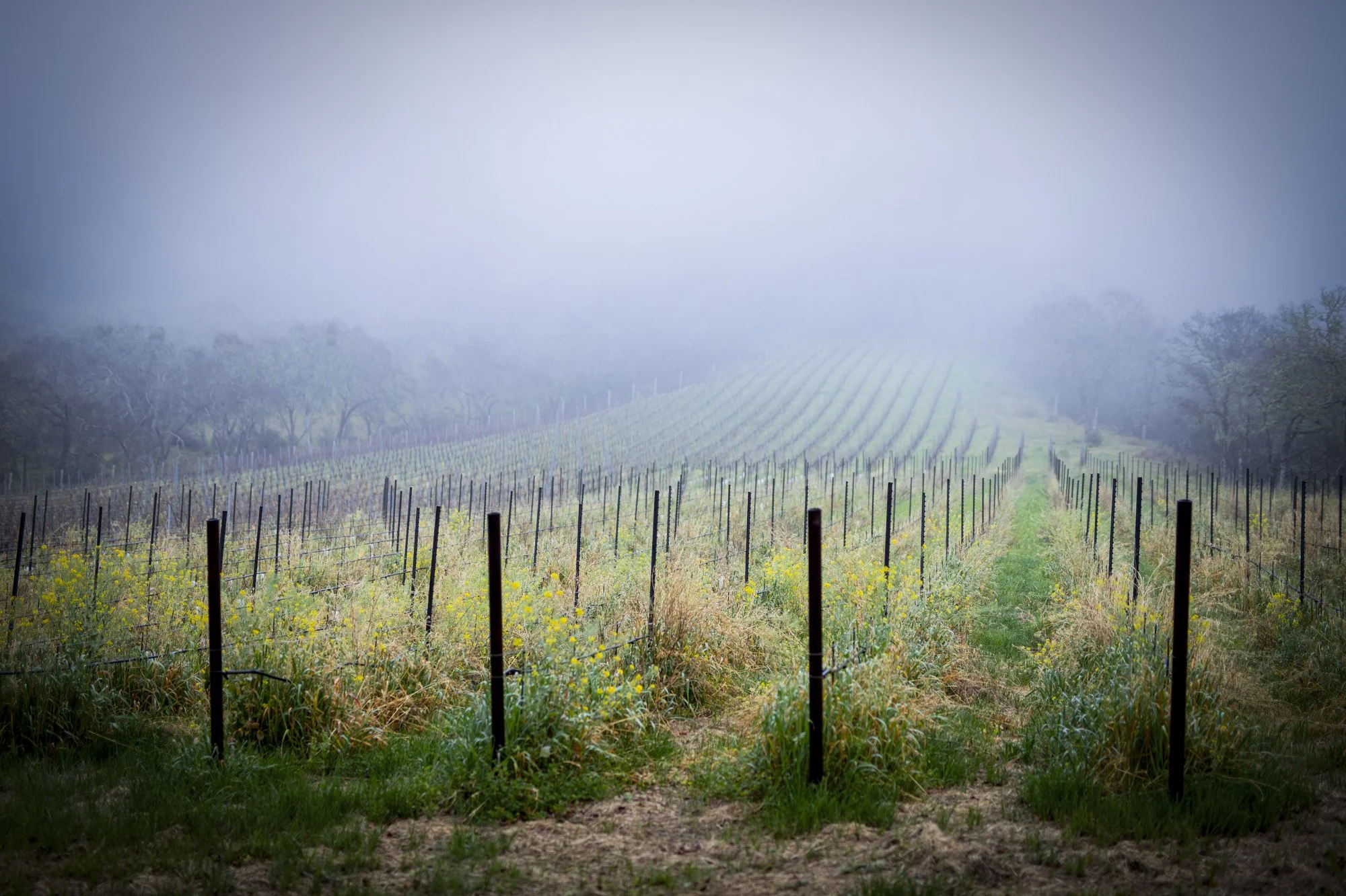 PINE_Winter In The Vineyard_40261.jpg