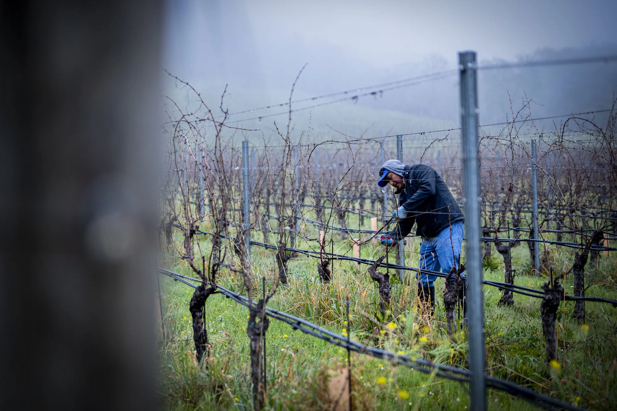 PINE_Winter In The Vineyard_40262.jpg
