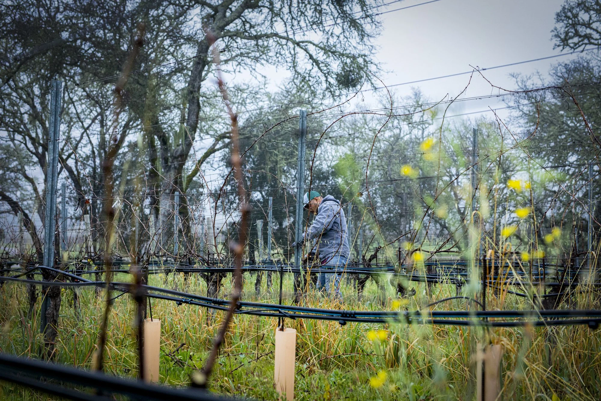 PINE_Winter In The Vineyard_40264.jpg