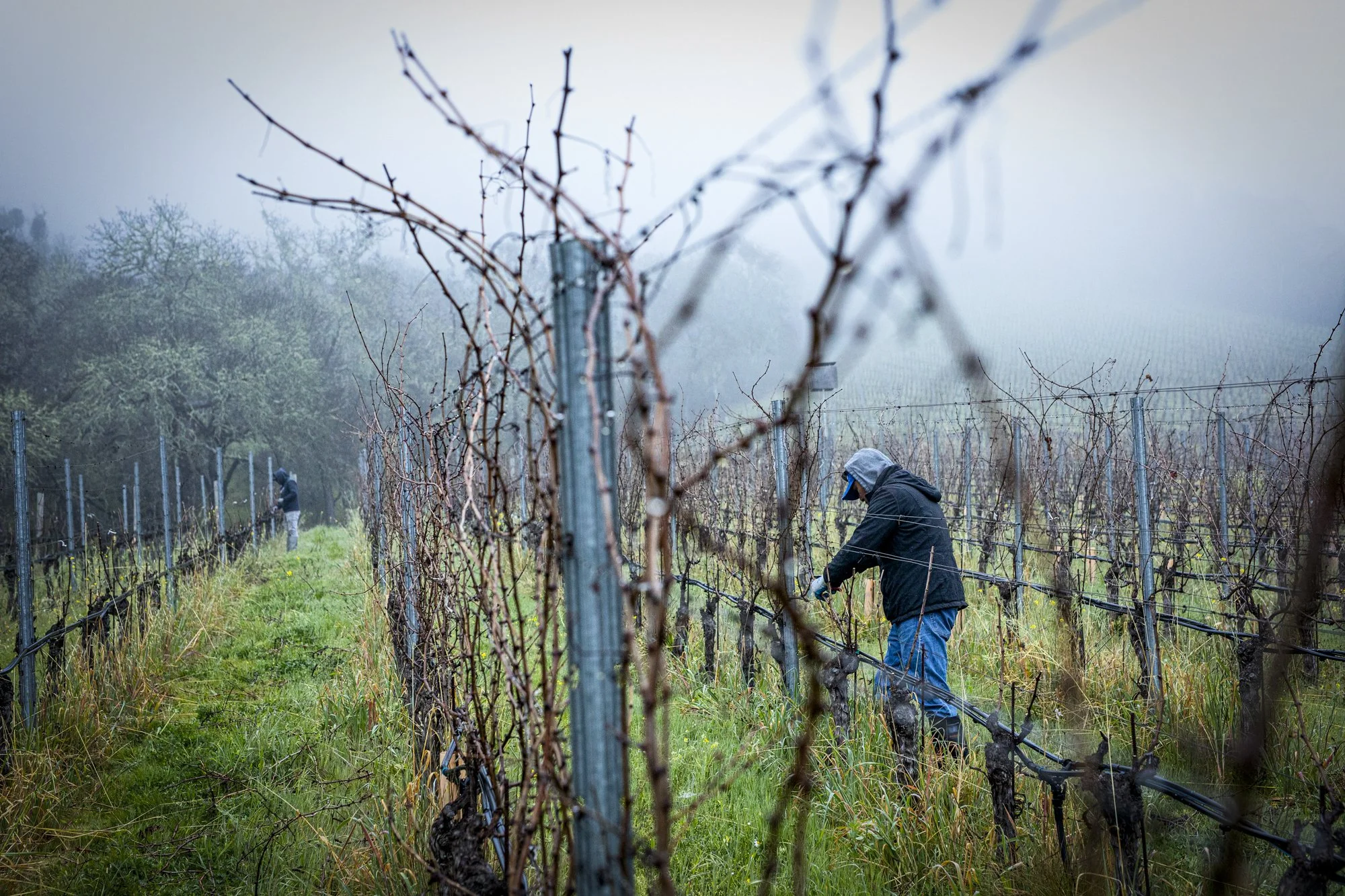 PINE_Winter In The Vineyard_40265.jpg