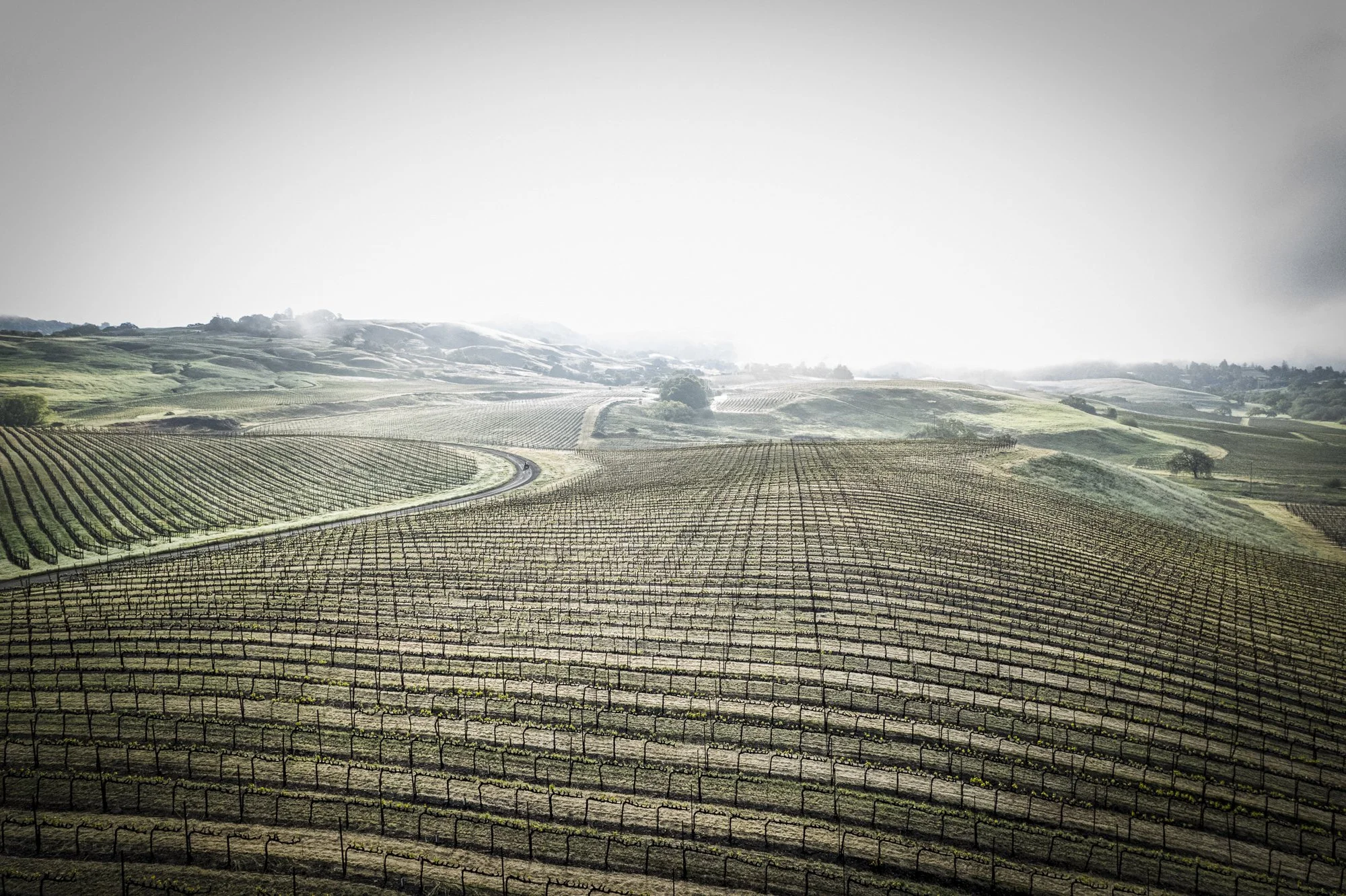 PINE_Winter In The Vineyard_40267.jpg