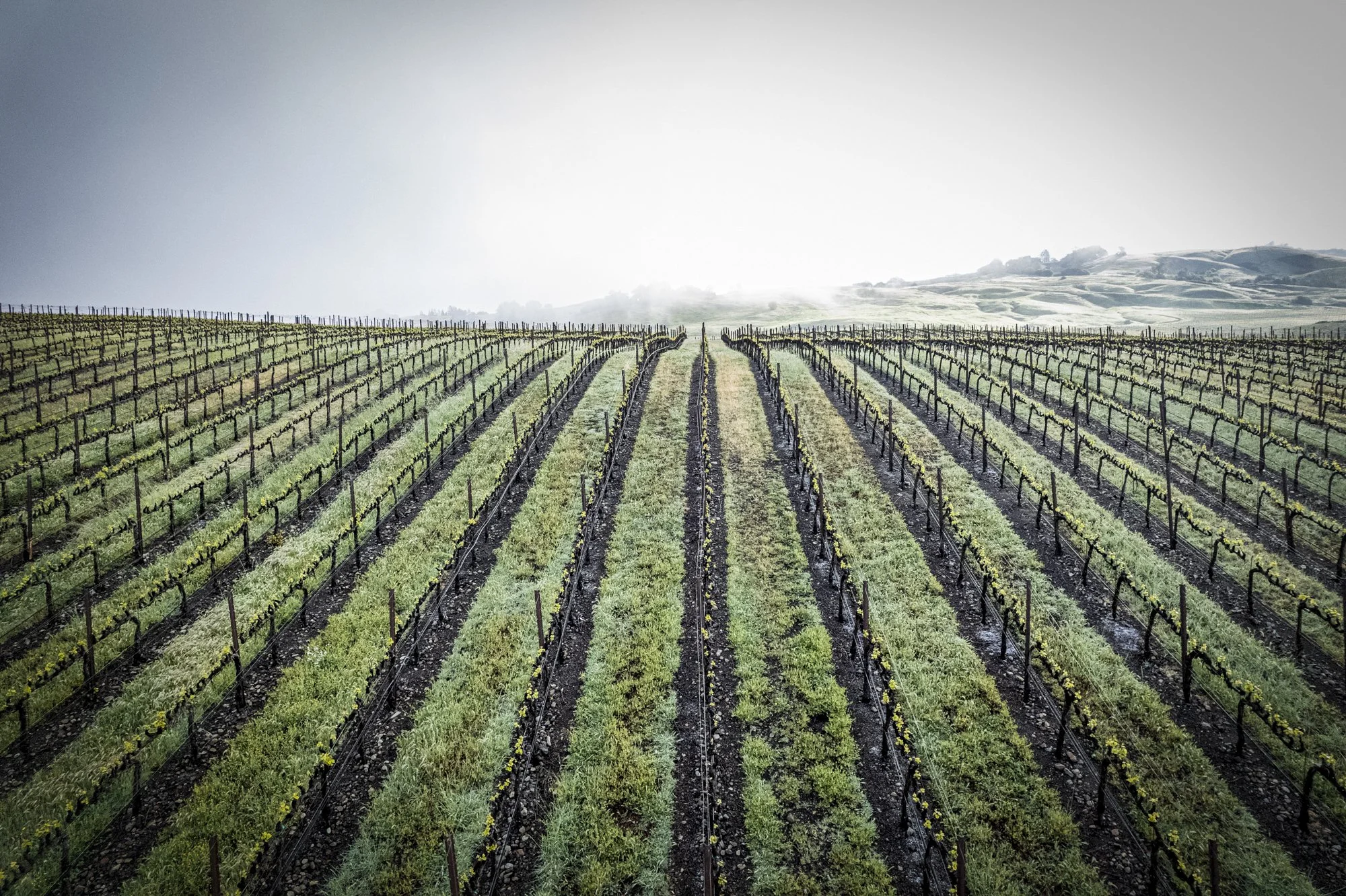 PINE_Winter In The Vineyard_40268.jpg