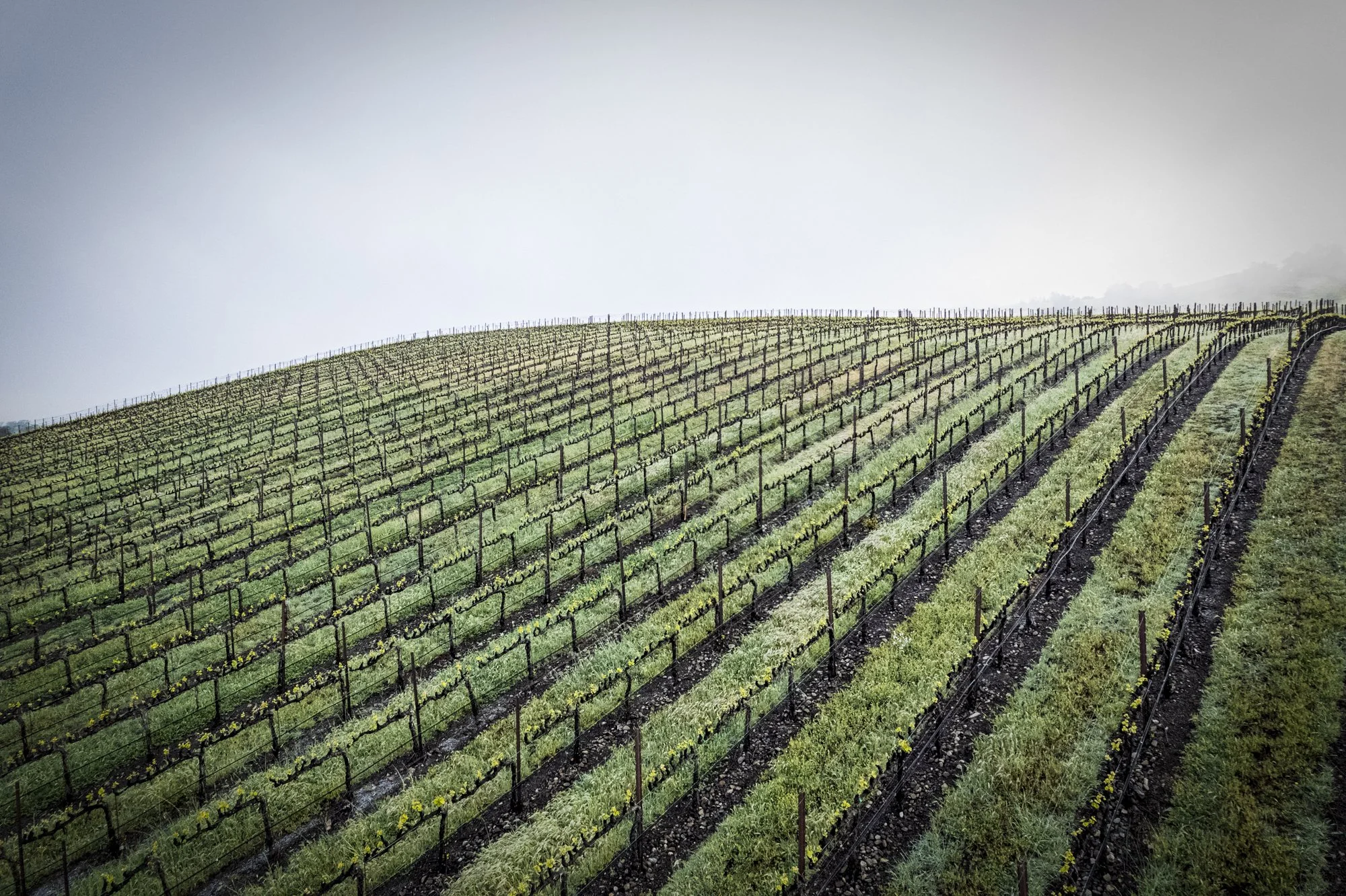 PINE_Winter In The Vineyard_40269.jpg