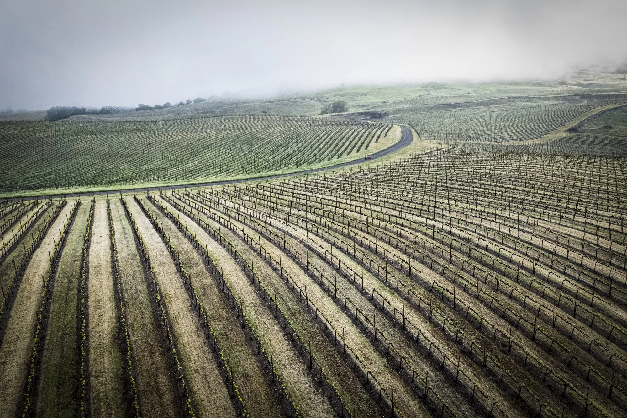 PINE_Winter In The Vineyard_40270.jpg