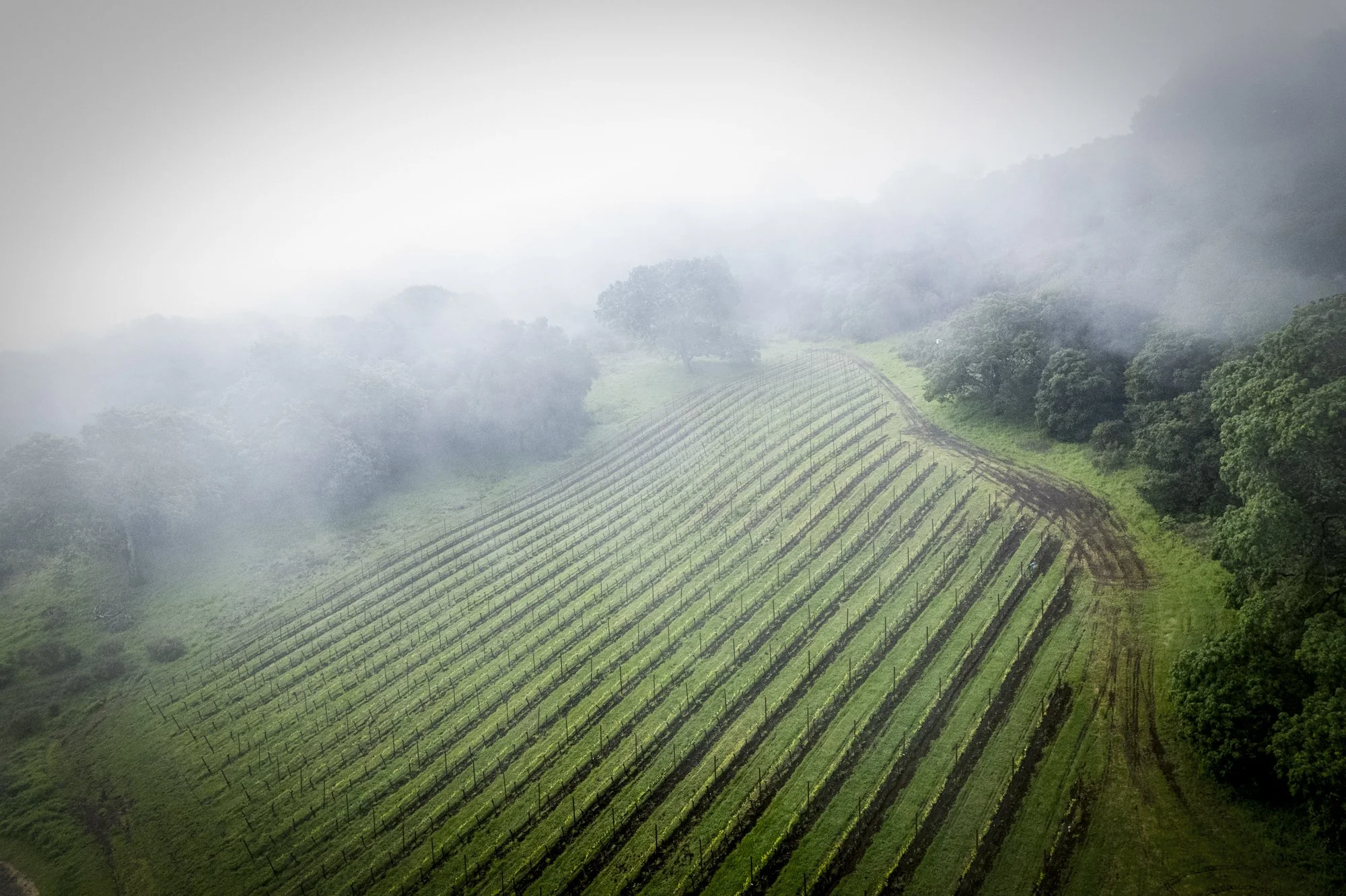 PINE_Winter In The Vineyard_40272.jpg