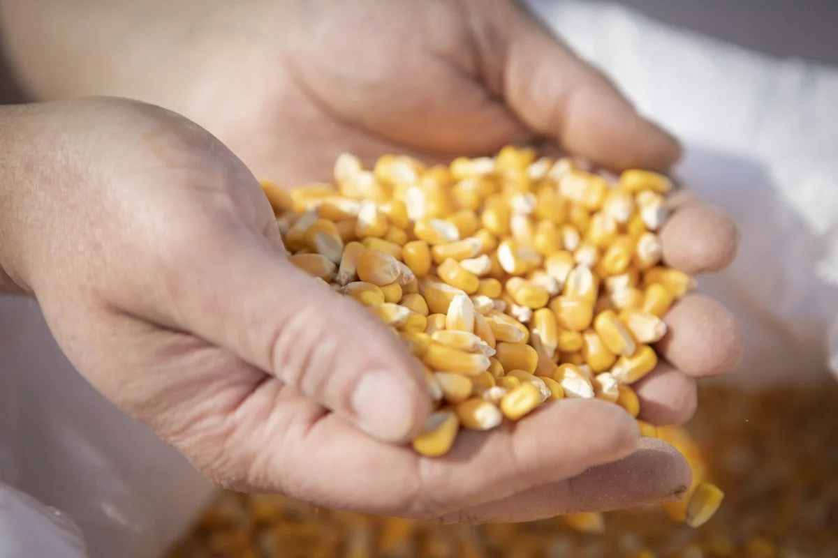 PINE_Dan Quinones_Corning and Company_1201.jpg