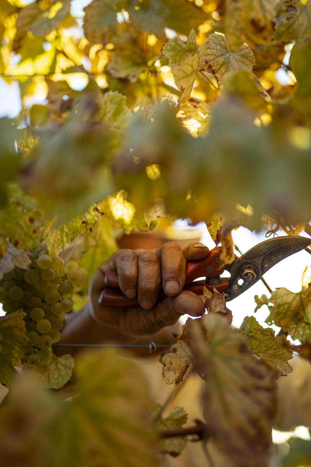 My Top 80 Photographs After 12 Years of Documenting Agriculture