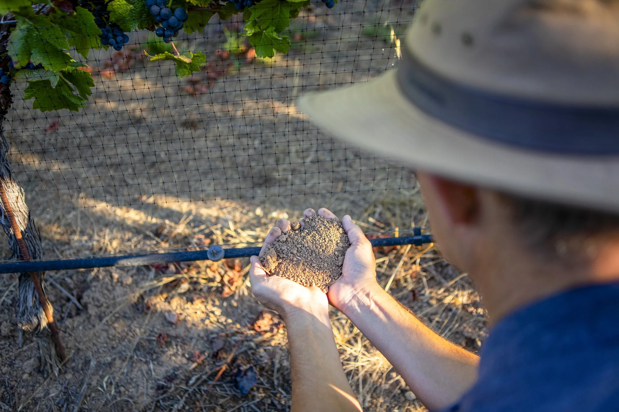 My Favorite Short Films After 12 Years of Documenting Wine